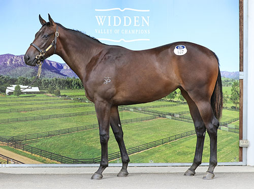 WRITTEN BY x PELTIER FILLY.